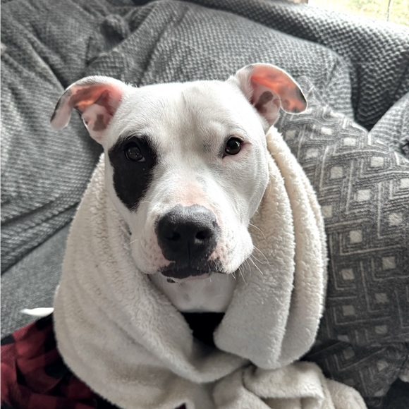 Meet your Posher, Mike - Picture 1 of 2